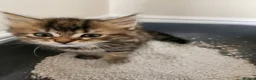 Maine Coon cats for sale: REDUCED due to buyer let down   Ginger girl  - Advert 11