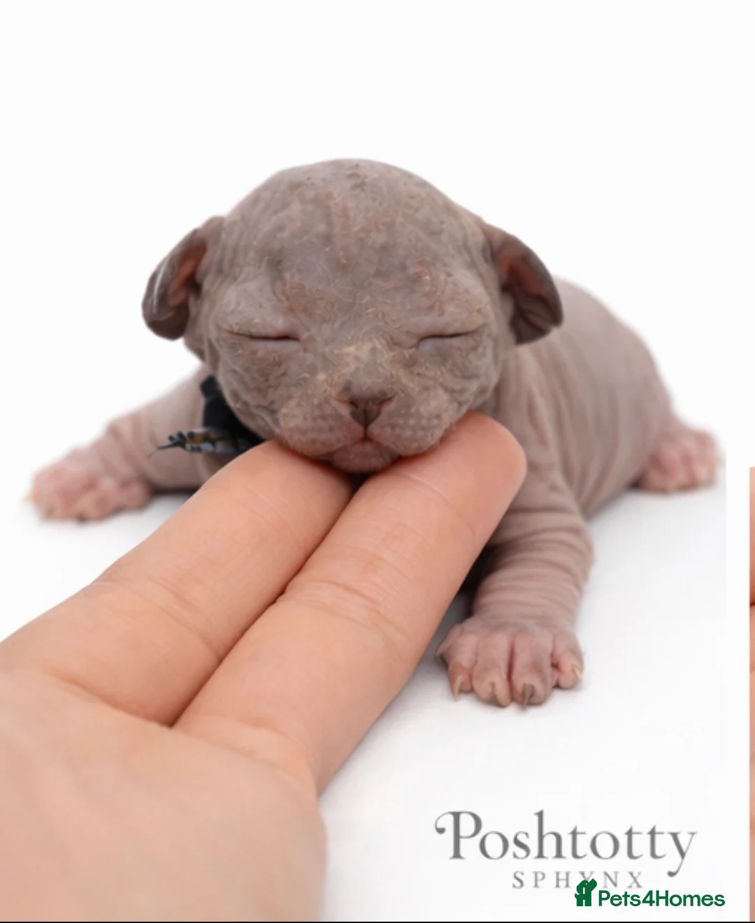 Sphynx cats for sale:     Exceptional TICA Sphynx Kittens  - Advert 2