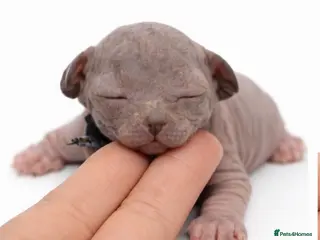 Sphynx cats Exceptional TICA Sphynx Kittens - Advert 5