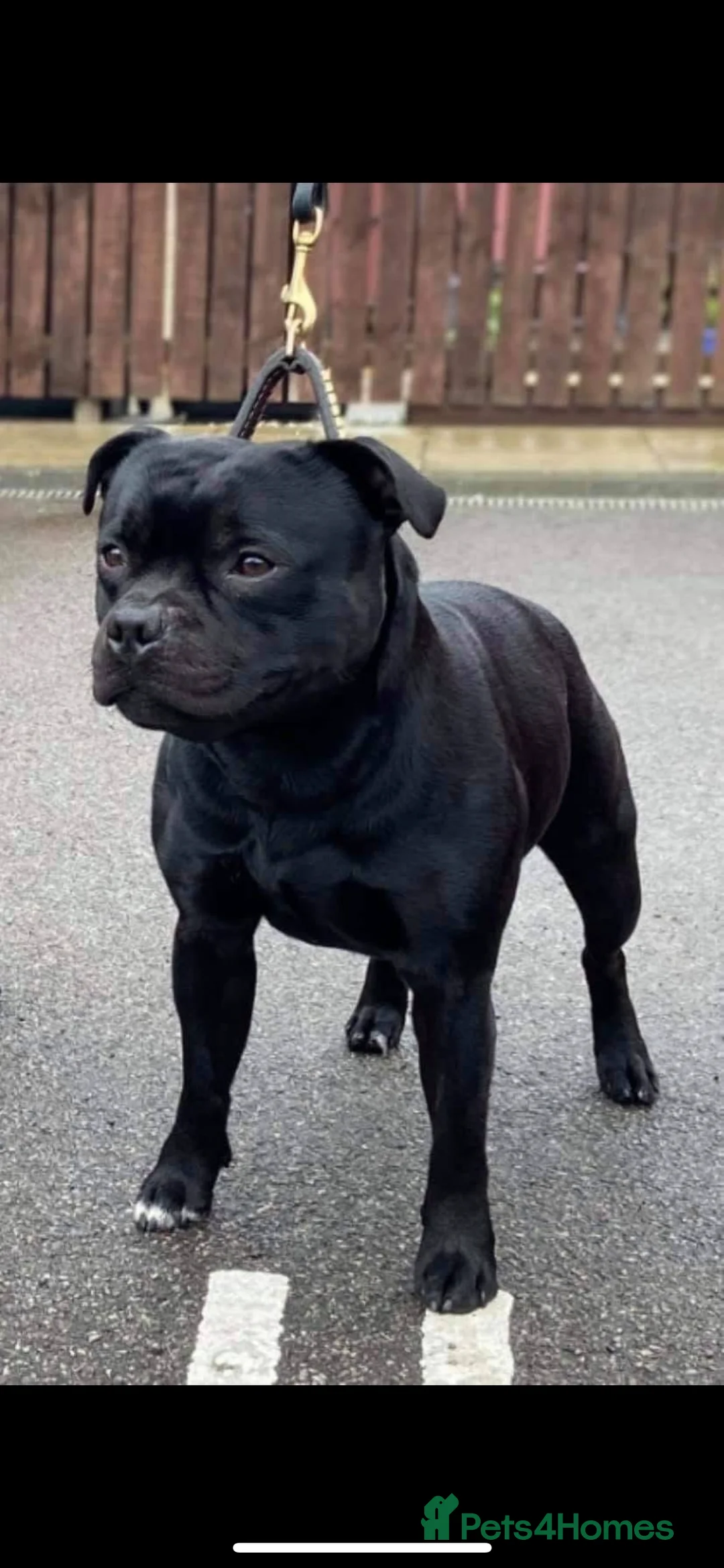 Staffordshire Bull Terrier dogs for stud: Arther - Advert 16