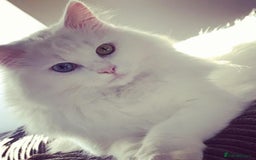 Mixed Breed cats for sale: Patch & Pixie - Image 6