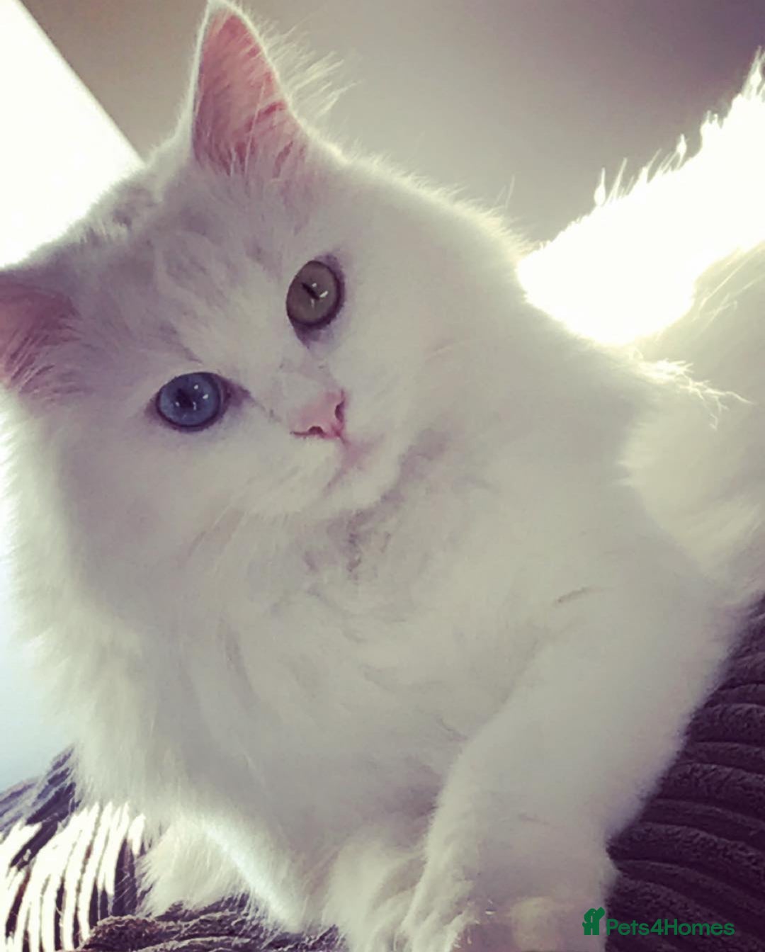 Mixed Breed cats for sale: Patch & Pixie - Image 6