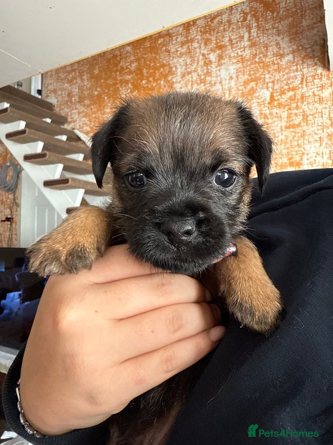 Border Terrier dogs for sale: Border Terriers - Image 7