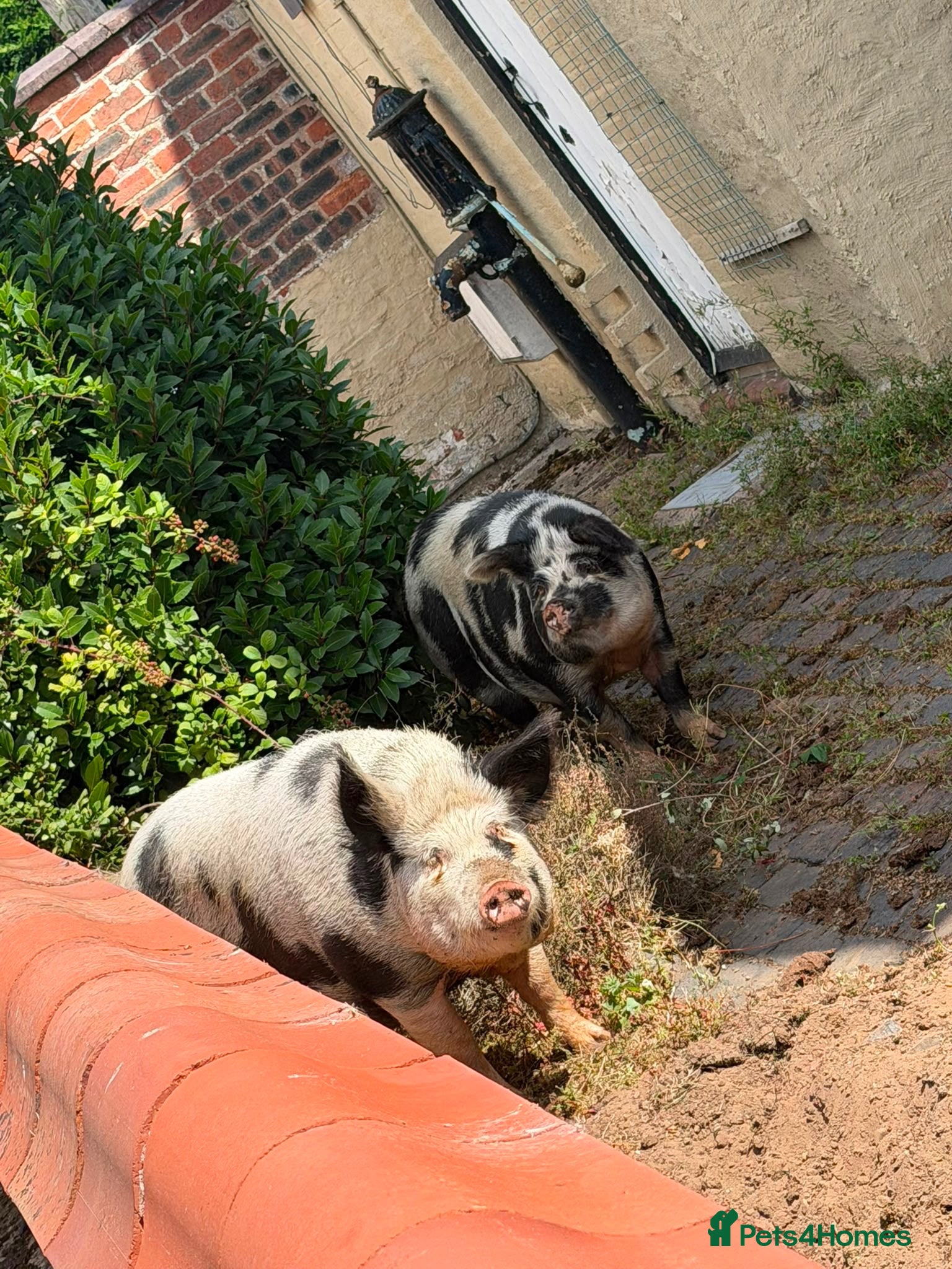Pig livestock 2 x Female Kune Kune pigs - Advert 4