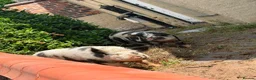 Pig livestock for sale: 2 x Female Kune Kune pigs in Tarporley - Advert 1