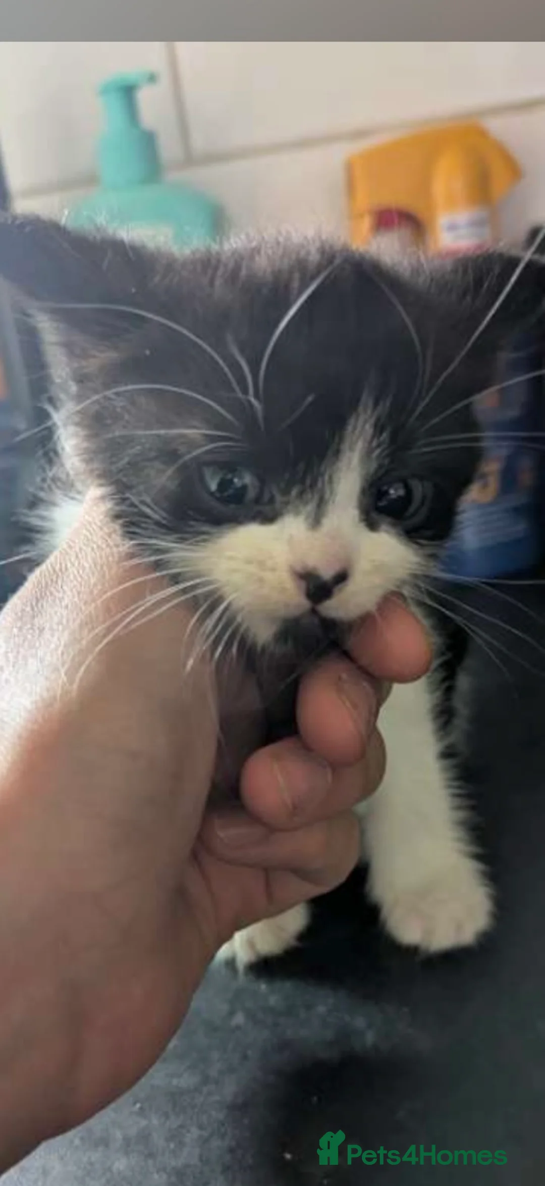Mixed Breed cats for sale: Mixed breed kittens  - Advert 2