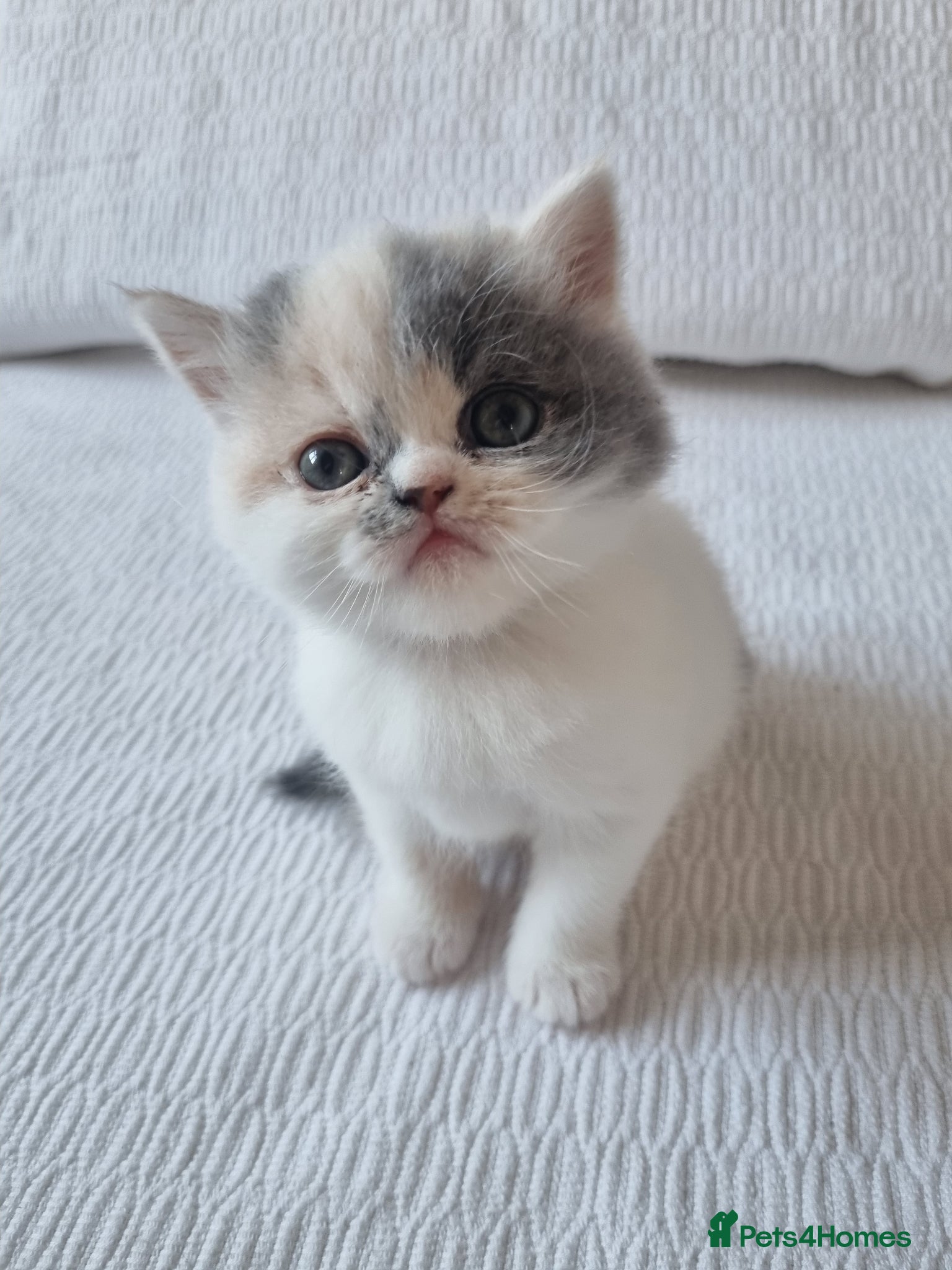 Persian cats Persian Exotic Female Calico Kitten  - Advert 7