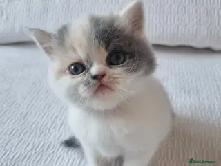 Persian cats Persian Exotic Female Calico Kitten - Advert 7