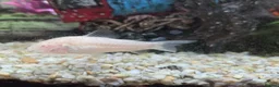 Tetras fish for sale: 🐟🦐🐌Various tropical fish, snails and shrimp in Milton Keynes - Advert 4