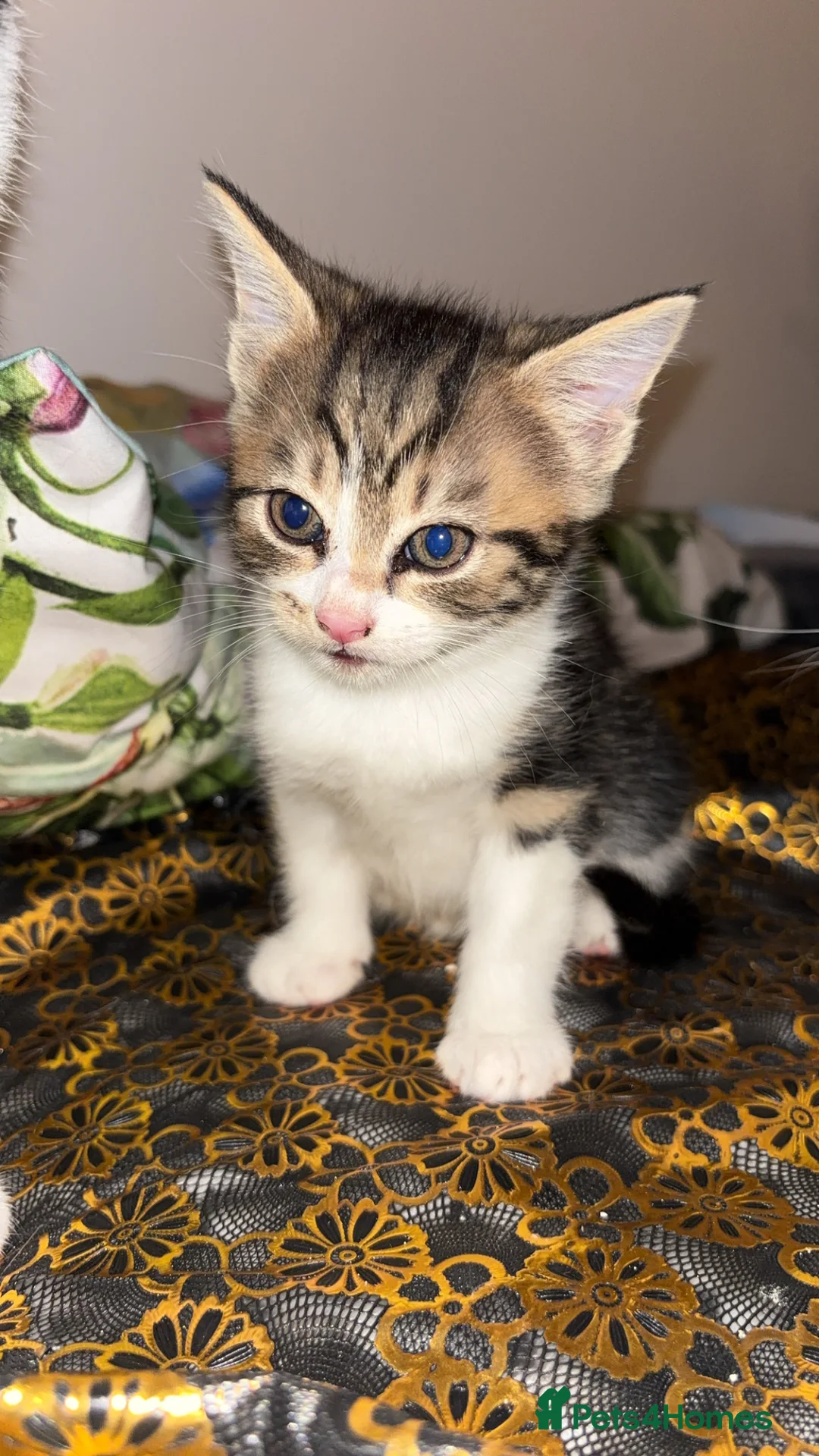 Mixed Breed cats for sale: 2 kittens 6 weeks old I female one male  - Advert 2