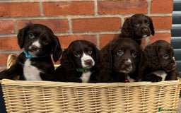 Cocker Spaniel dogs for sale: KC Reg Cocker Spaniel Puppies - Image 2