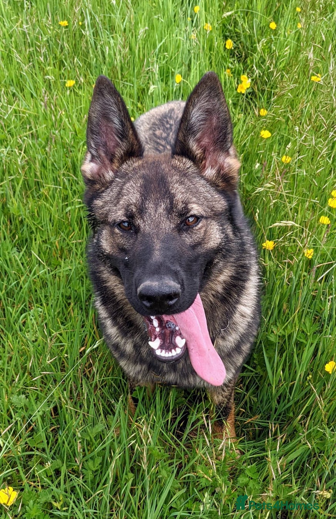 German Shepherd dogs for sale: 2 KC registered German Shepherd puppies for sale in Ellon - Image 3
