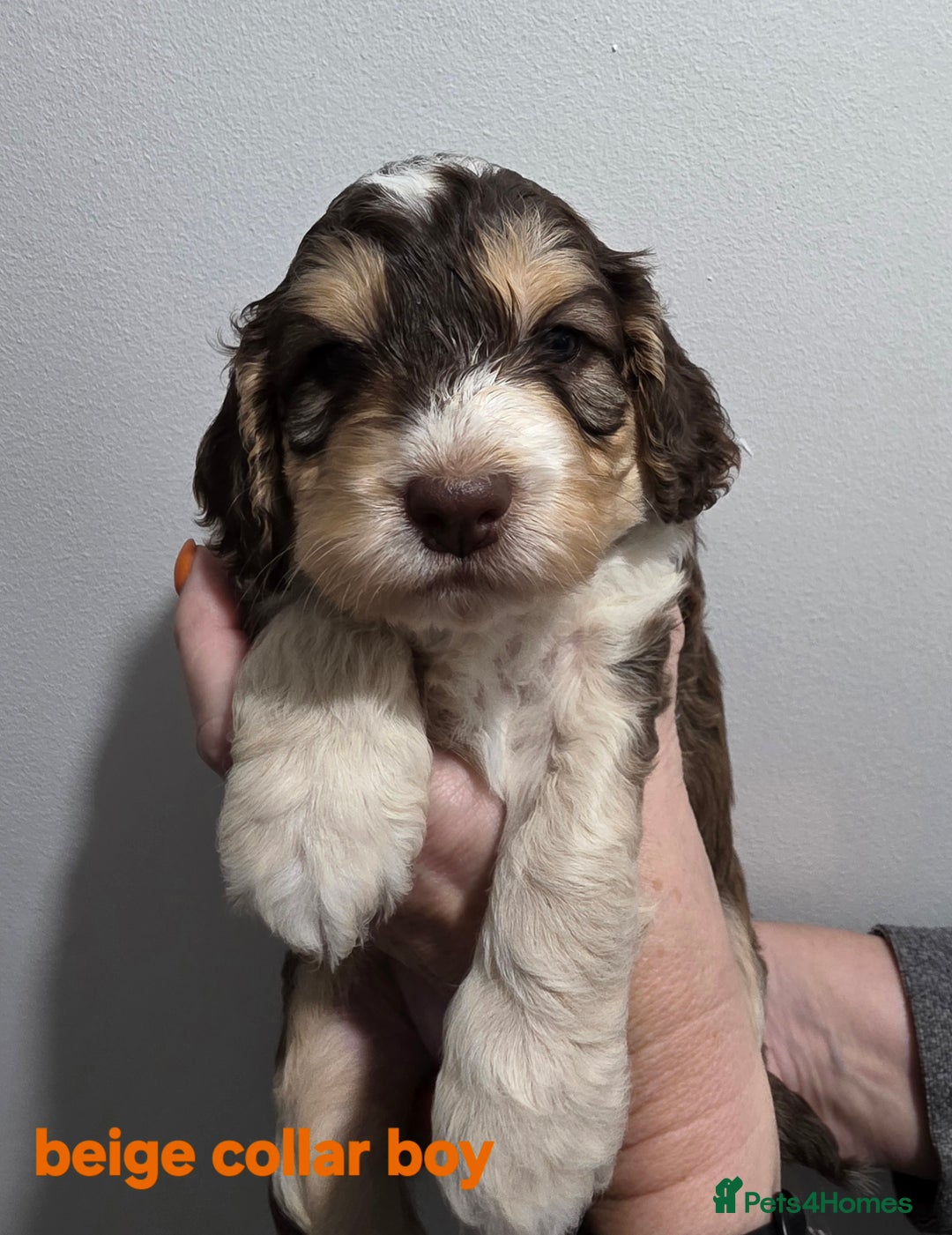 Cockapoo dogs for sale: Stunning f1 cockapoo pups - Advert 9