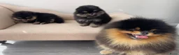 Pomeranian dogs for sale: 👑 Exclusive Rare Black & Tan Pomeranians 👑 - Advert 14