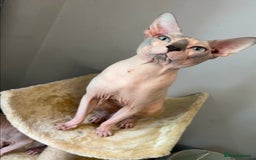 Sphynx cats for sale: Beautiful blue litter of Sphynx kittens - Advert 3