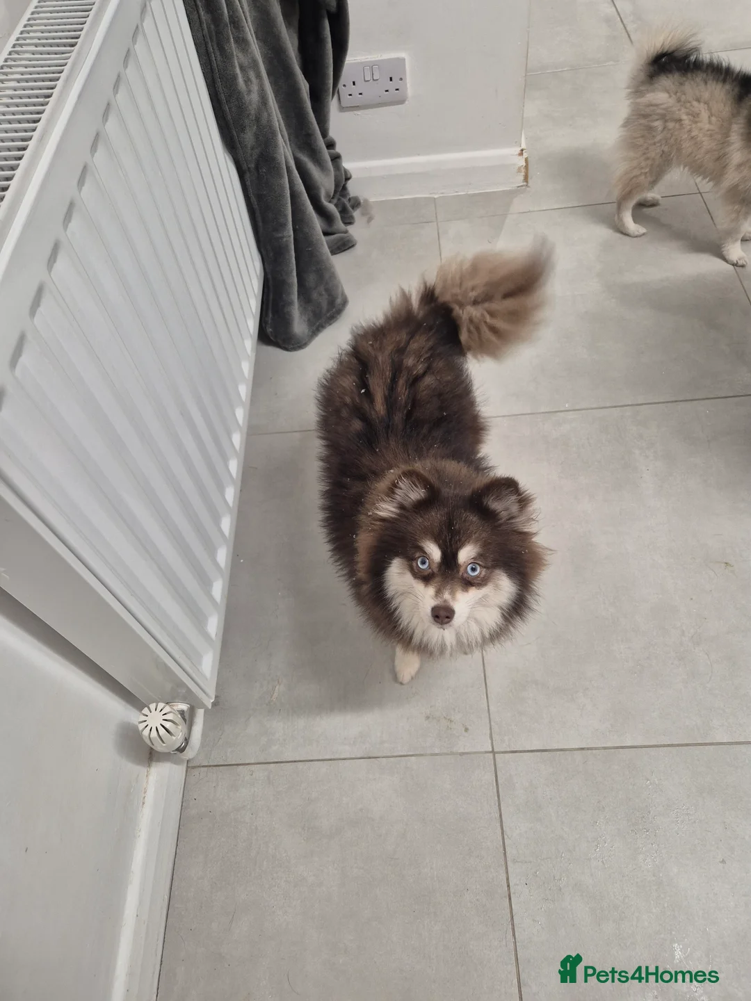 Pomsky dogs for sale: Toy pomsky female  - Advert 9