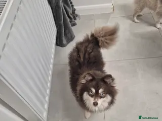 Pomsky dogs Toy pomsky female - Advert 1