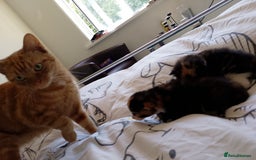 Mixed Breed cats for sale: 3 beautiful kittens  - Image 3