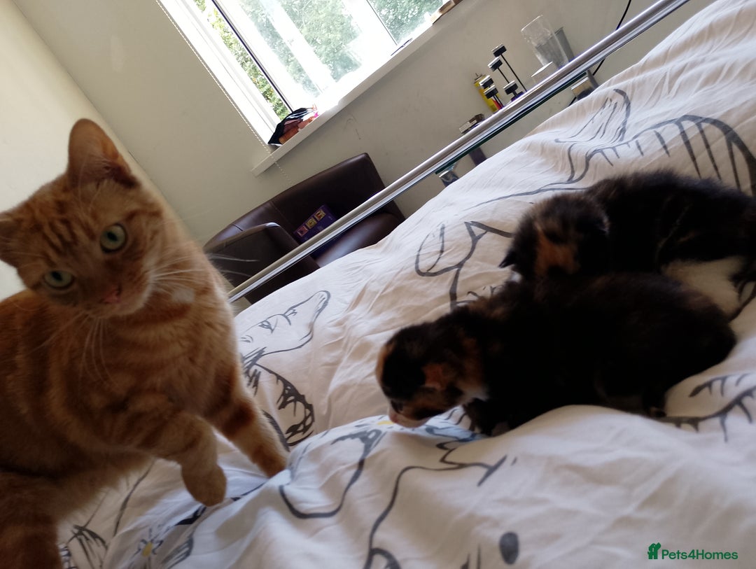 Mixed Breed cats for sale: 3 beautiful kittens  - Image 3