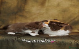 British Shorthair cats for sale: British Short and Long Hair  - Image 33