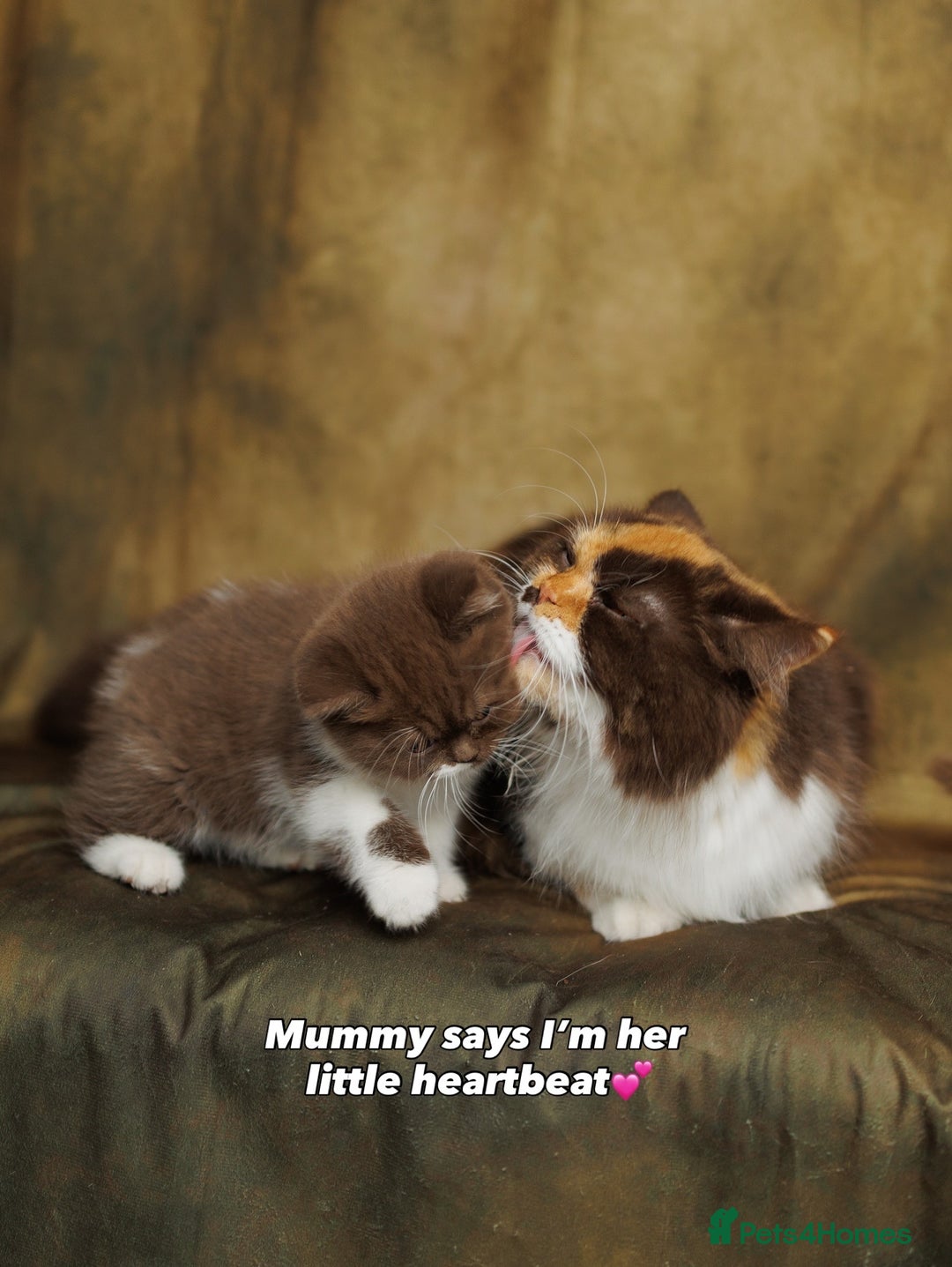 British Shorthair cats for sale: British Short and Long Hair  - Image 33