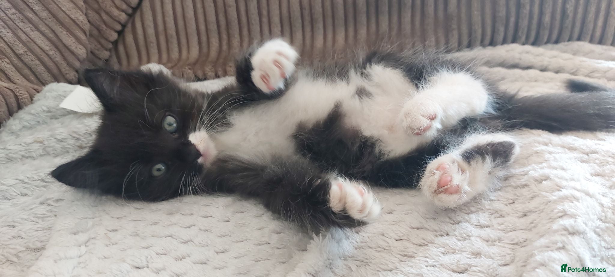 Maine Coon cats Maine coon cross Male kittens! - Advert 1