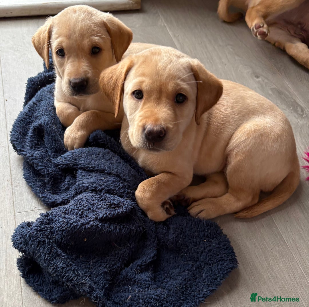 Labrador Retriever dogs for sale: Kc Red/yellow*READY NOW*Labrador Puppies  in Bacup - Image 5