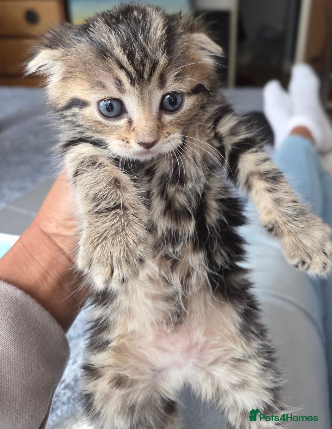 Scottish Fold cats for sale: Beautiful Scottish Folds - Image 10