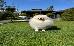 Pomeranian dogs for sale: Well house trained White Pomeranian Girl - Image 15