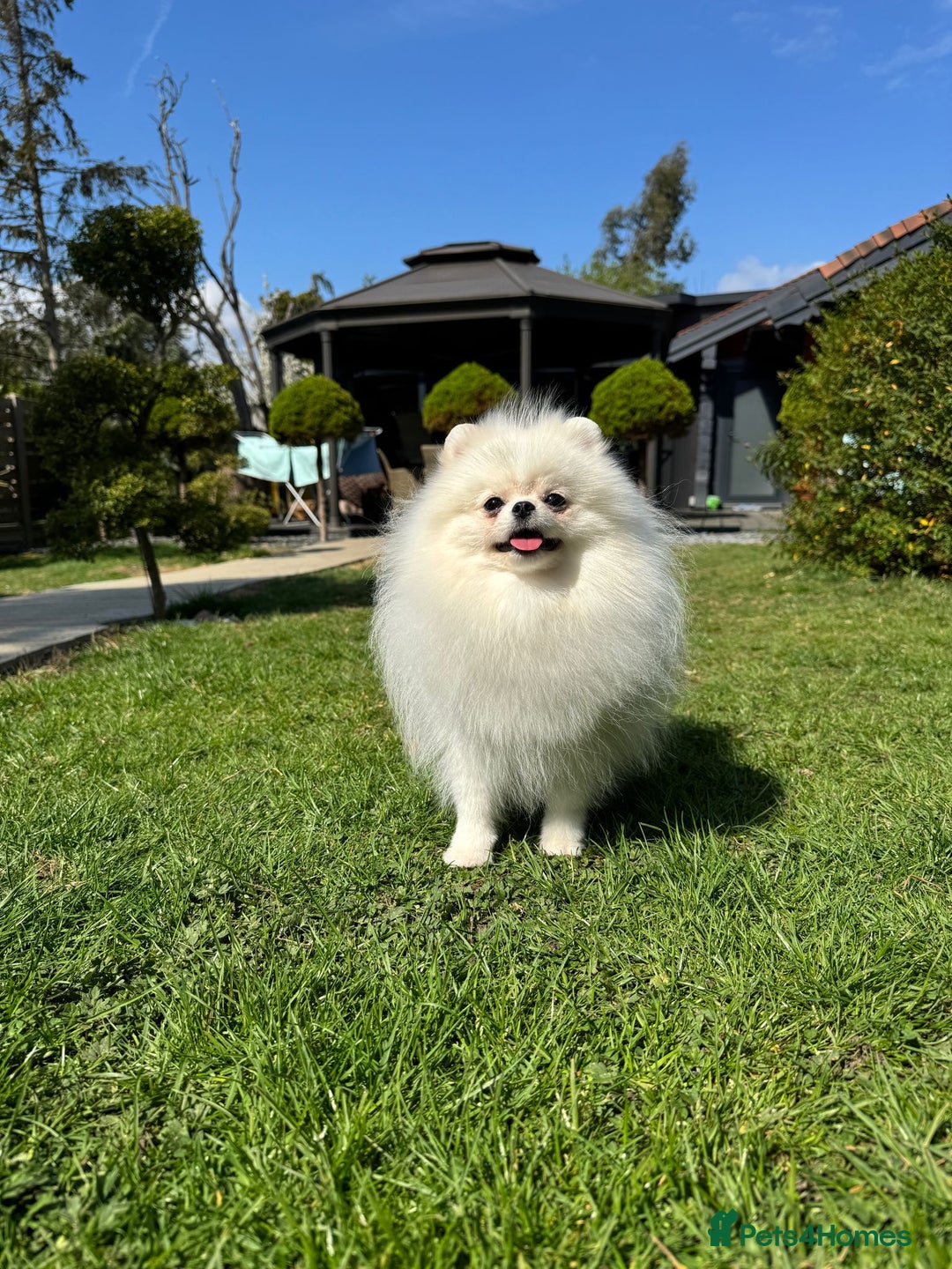 Pomeranian dogs for sale: Well house trained White Pomeranian Girl - Image 15