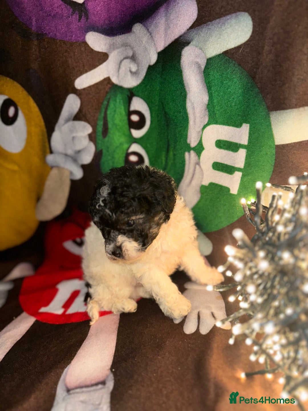 Cavapoo dogs for sale: Beautiful Rare F1b Cavapoos  - Advert 16