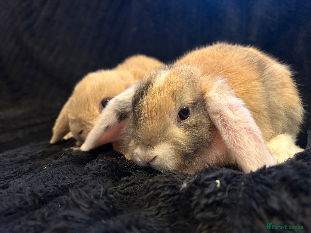 Mini Lop rabbits for sale: Mini lops  - Advert 13