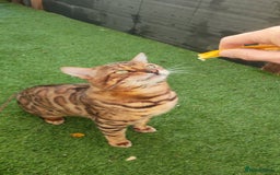 Bengal cats for sale: 🔥 Beautiful Boy Bengal Cat for Sale! 🔥 Plus 3 😺 - Image 9