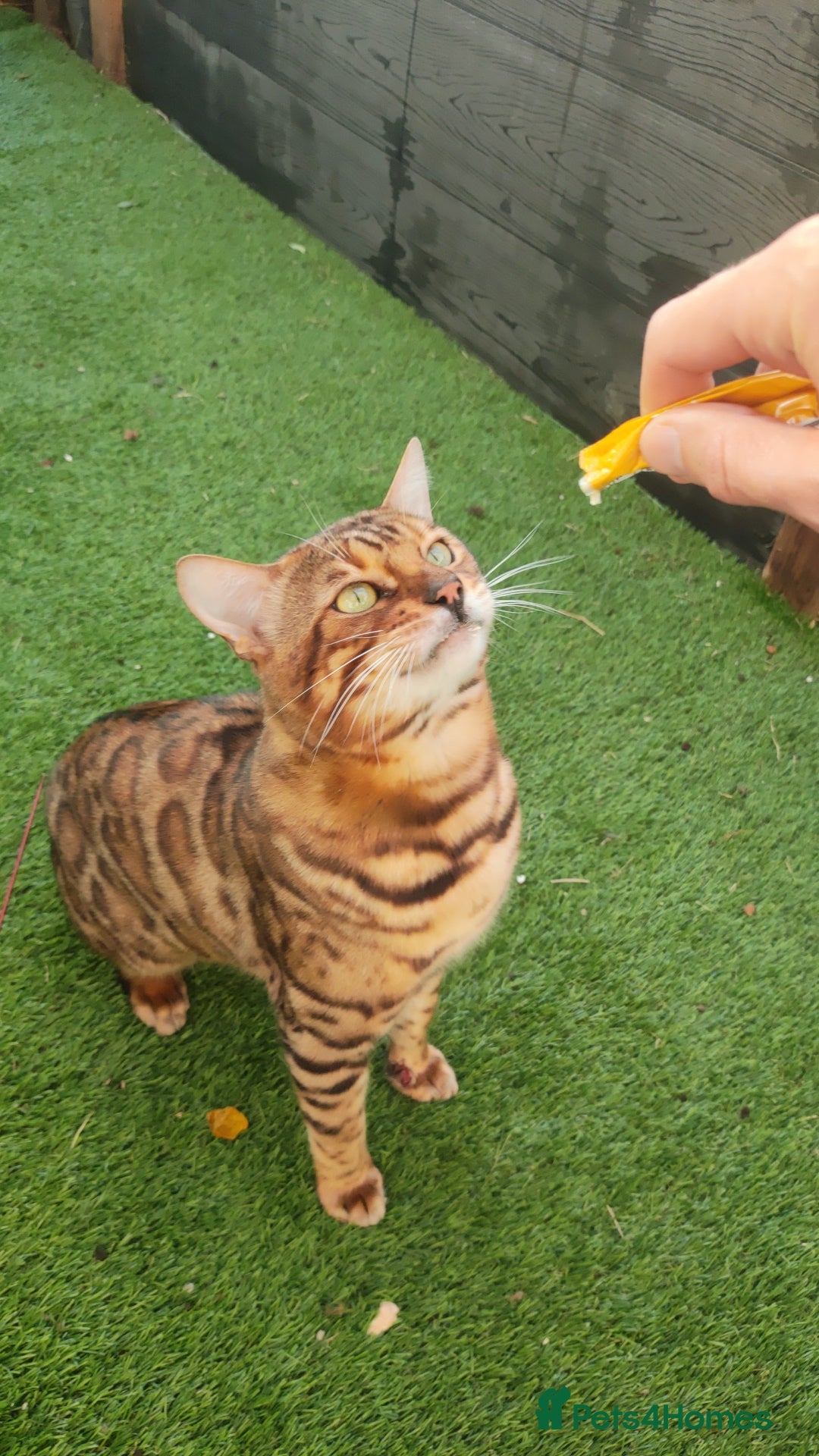 Bengal cats for sale: 🔥 Beautiful Boy Bengal Cat for Sale! 🔥 Plus 3 😺 - Image 9