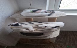 Mixed Breed cats for sale: Cute Furry Friends Ready to find new home. - Image 13