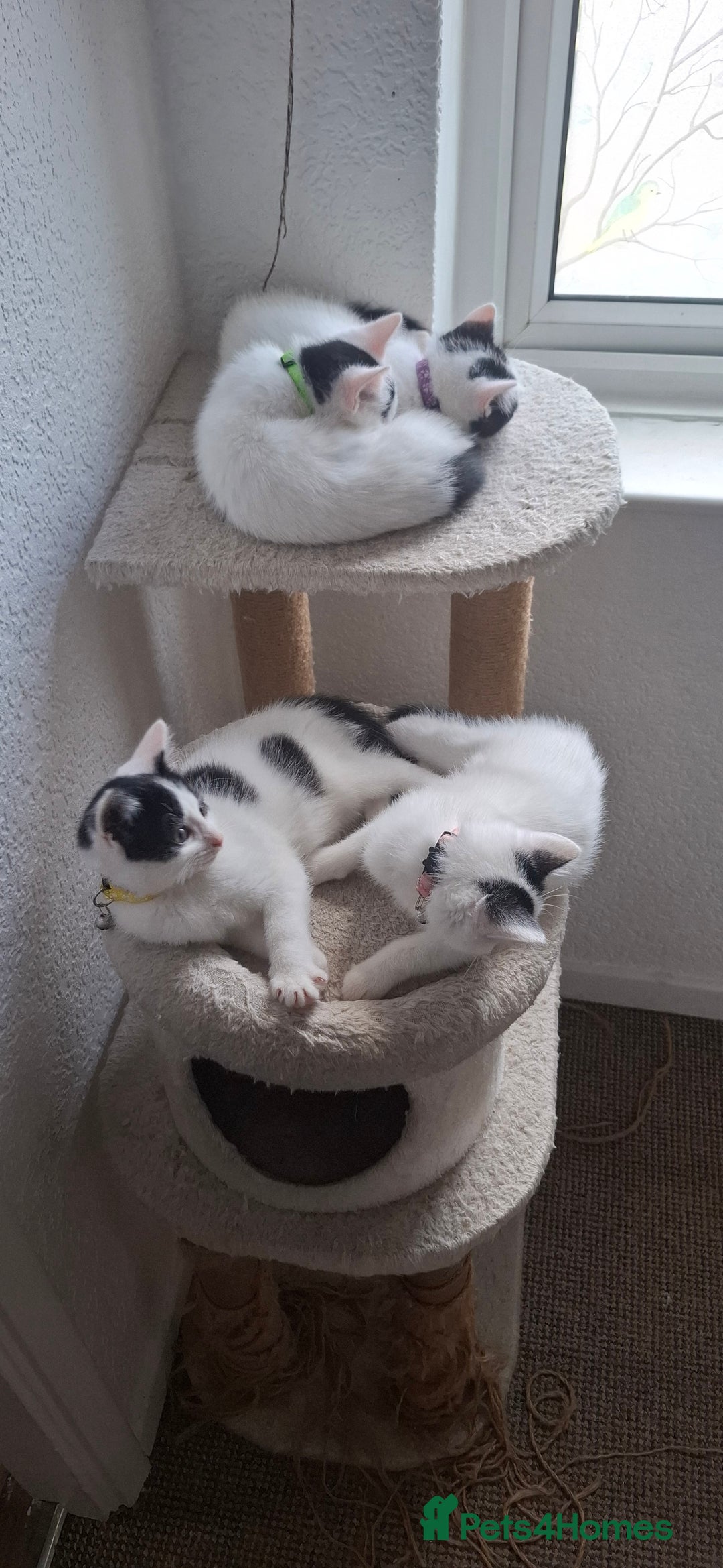 Mixed Breed cats for sale: Cute Furry Friends Ready to find new home. - Image 13