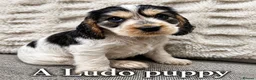 Cocker Spaniel dogs for stud: LUDO Golden KC Show Cocker Spaniel Stud XXX TESTS  - Advert 31