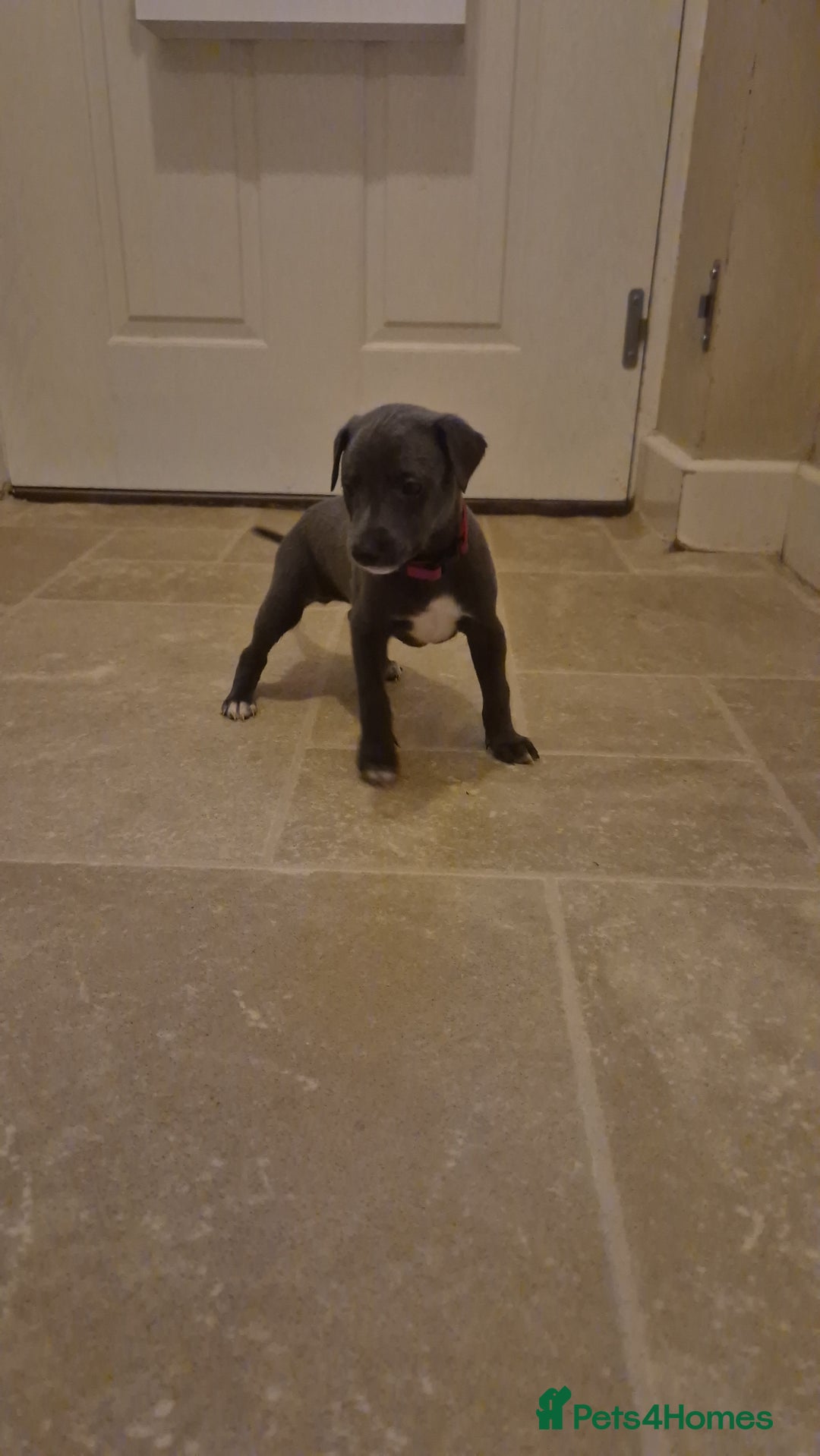 Whippet dogs for sale: Blue Whippet Boys - Advert 7