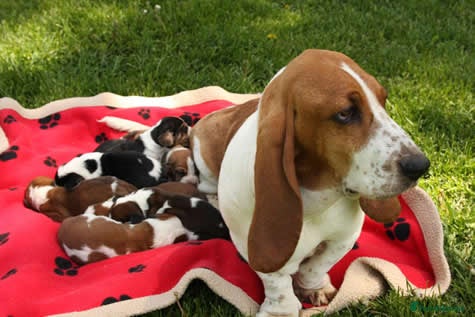 Basset Hound dogs Basset Hound puppies for sale - Advert 6