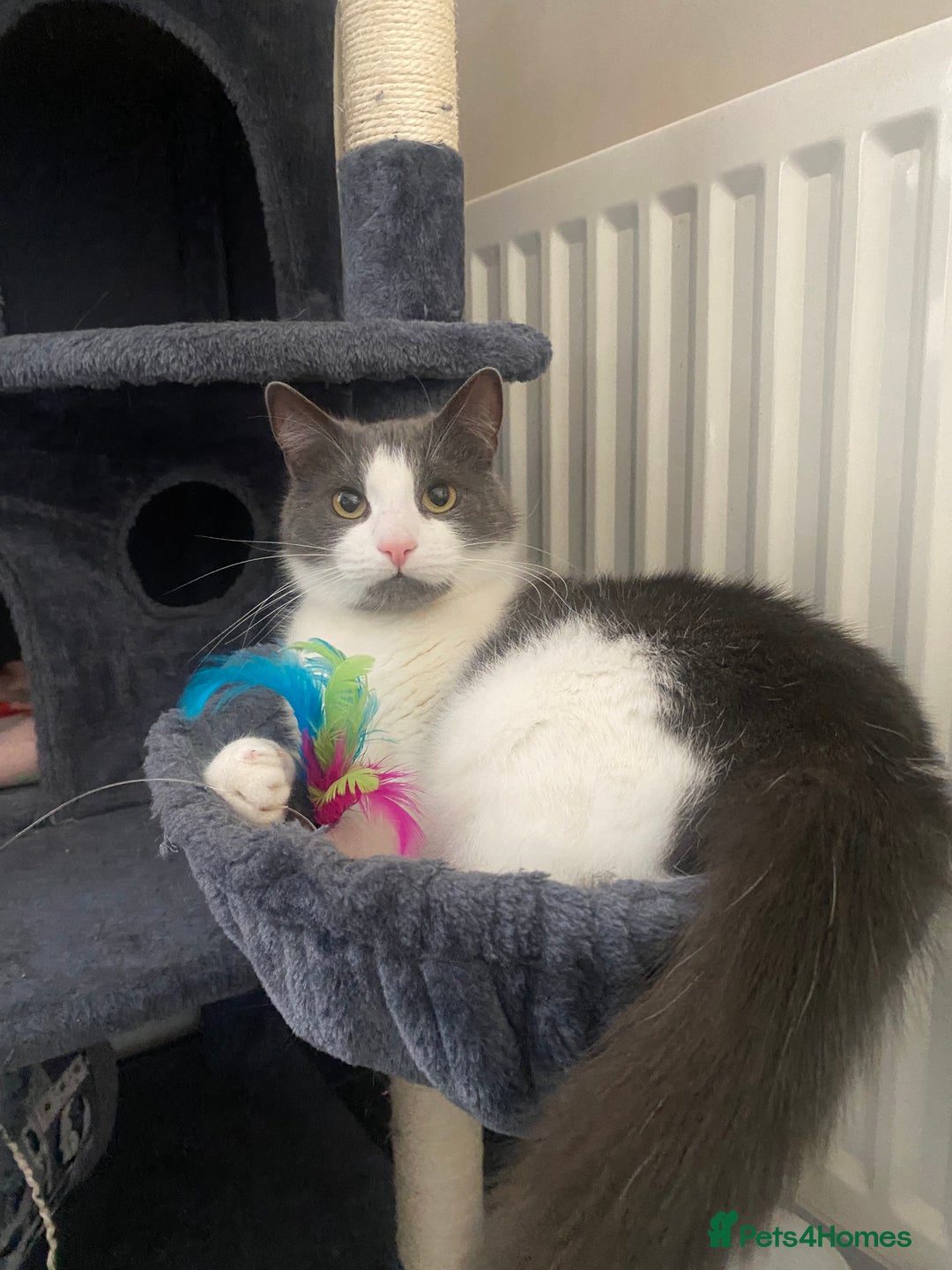 Mixed Breed cats for sale: Archie - Neutered Male House Cat  - Advert 5