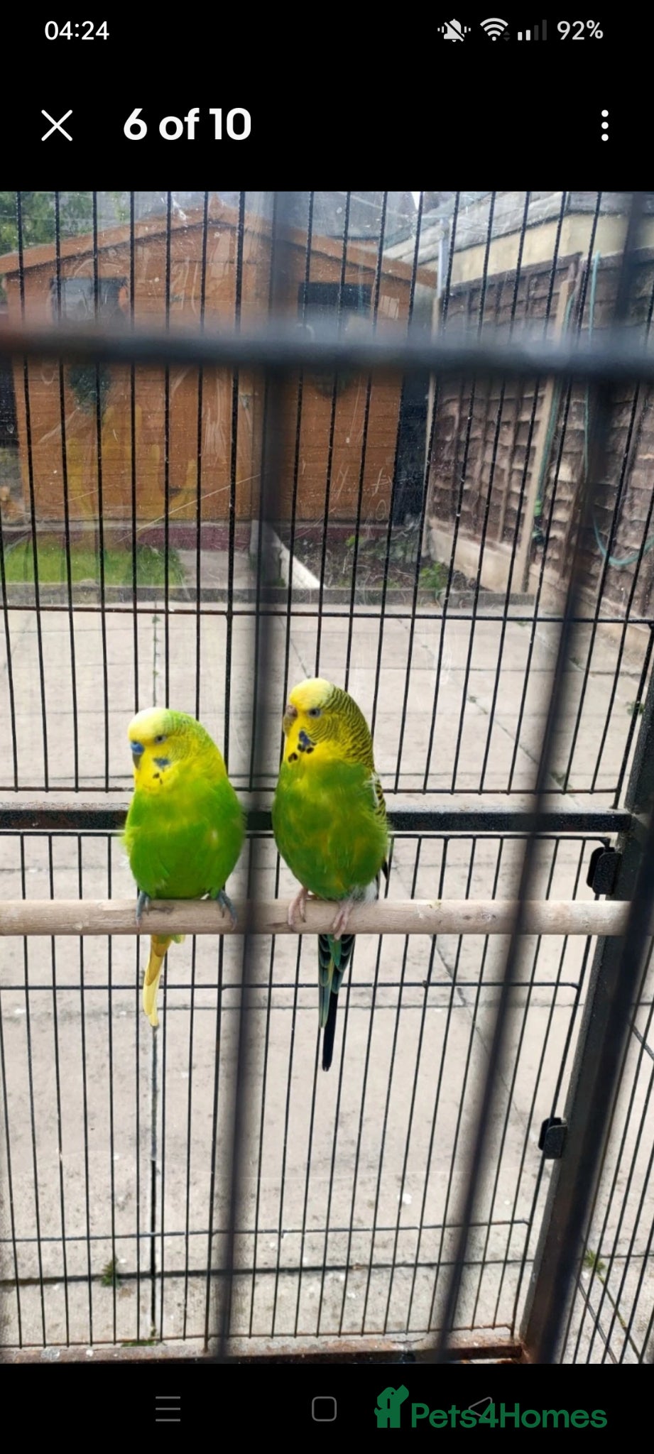 Budgerigars birds Pair of budgies  - Advert 8
