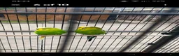 Budgerigars birds for sale: Pair of budgies  in Smethwick - Advert 1