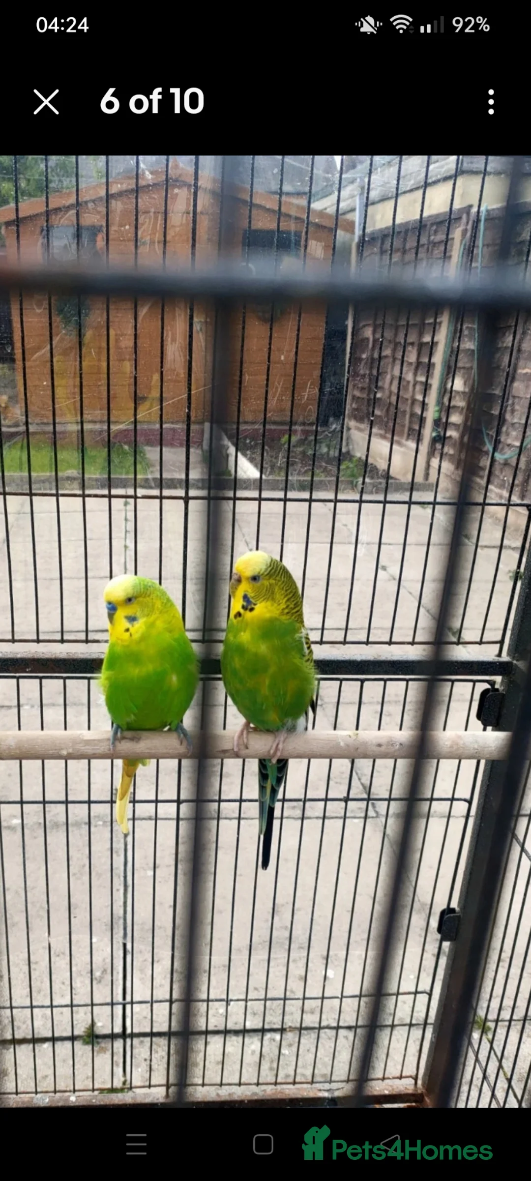 Budgerigars birds for sale: Pair of budgies  in Smethwick - Advert 1