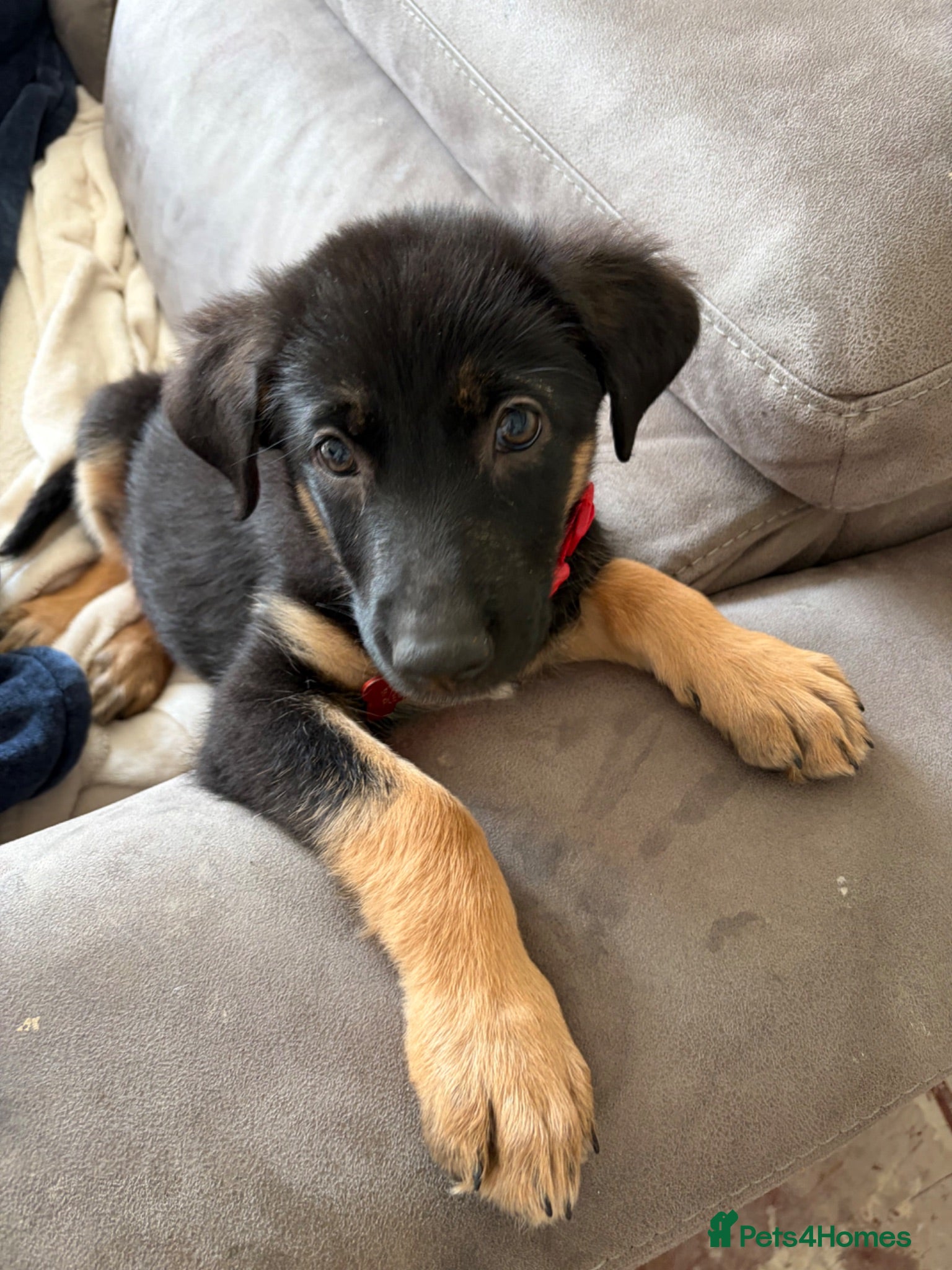 Labrador Retriever dogs Beautiful Sheprador Girl pup - Advert 1
