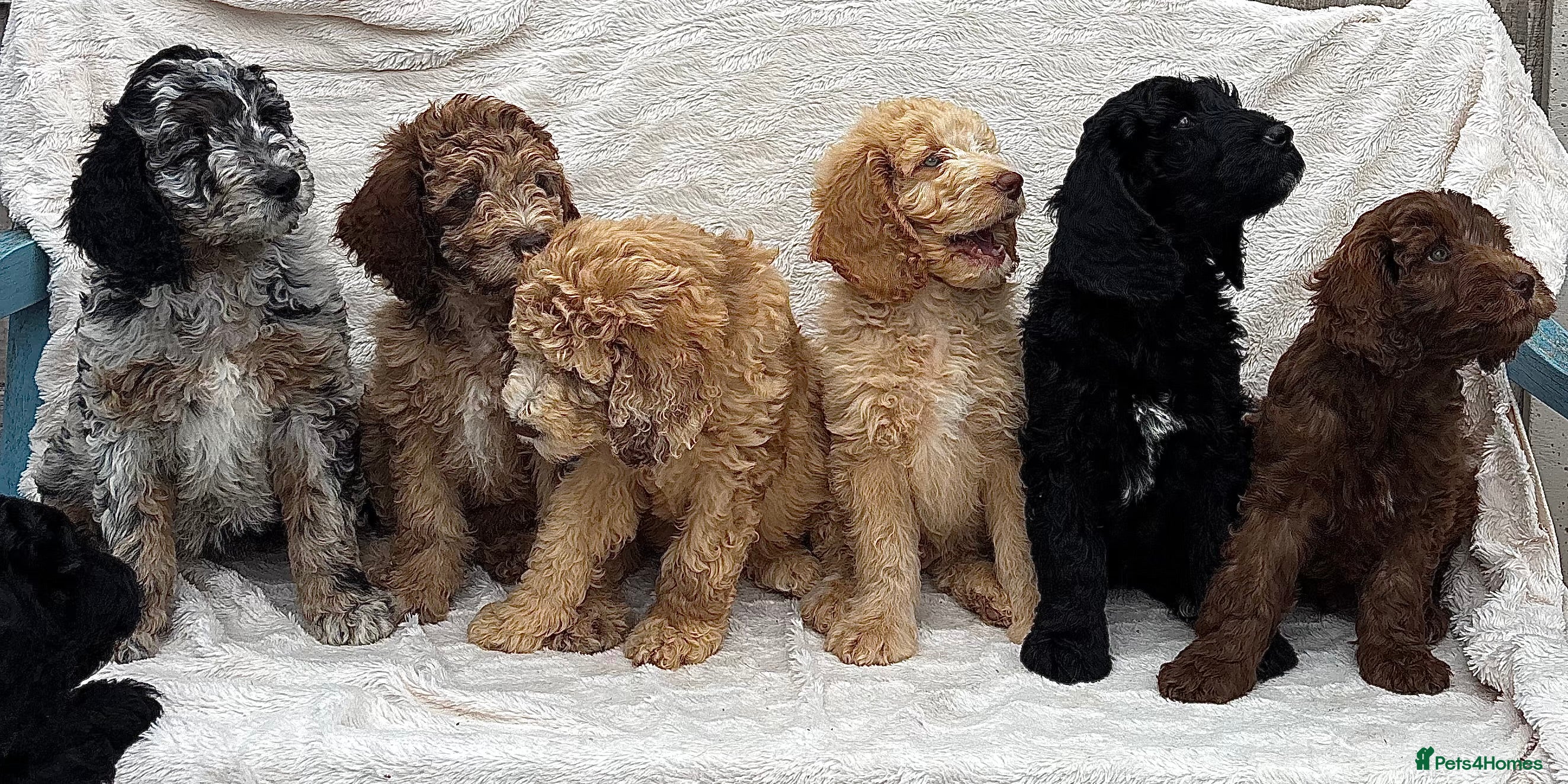 Goldendoodle dogs F1B golden doodles expected  - Advert 1