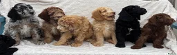 Goldendoodle dogs for sale: F1B golden doodles expected  in Sutton Coldfield - Advert 1