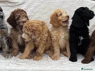 Goldendoodle dogs F1B golden doodles expected - Advert 1