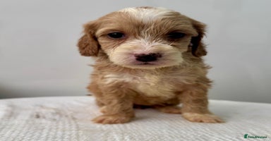 Cockapoo dogs - Advert 12