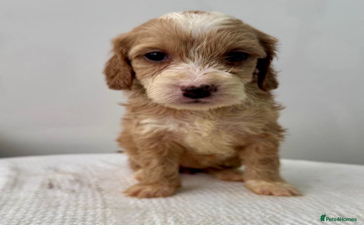 Cockapoo dogs - Advert 2