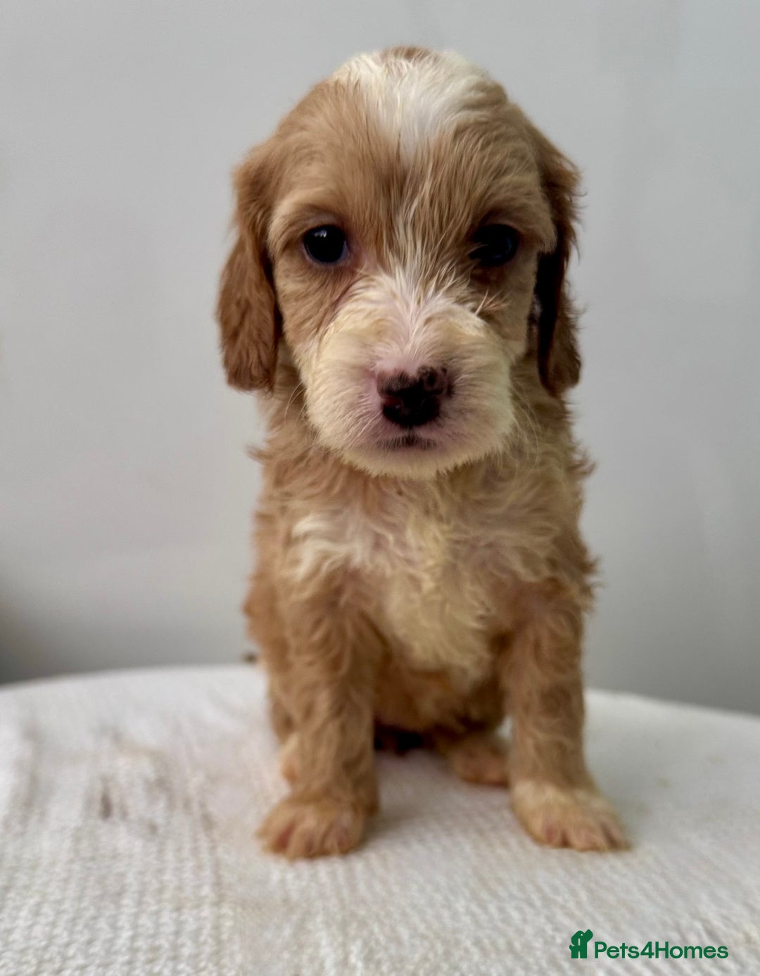 Cockapoo dogs for sale: ONLY 3 RED/WHITE COCKAPOO PUPPIES LEFT - Image 4